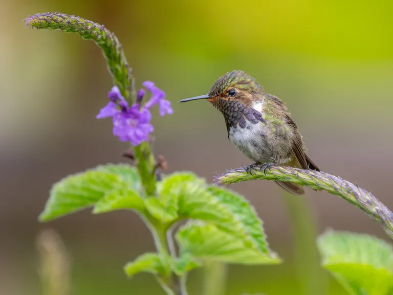 Volcano Hummingbird