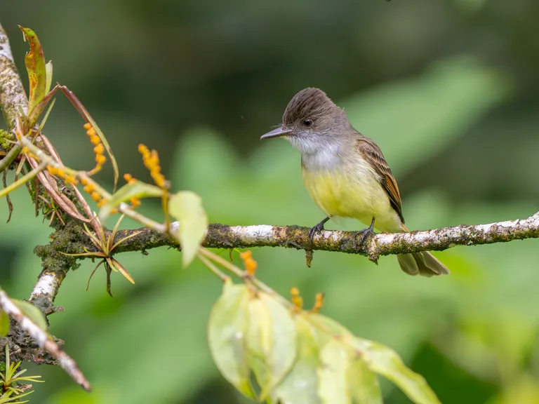 Dusky-capped Flycatcher