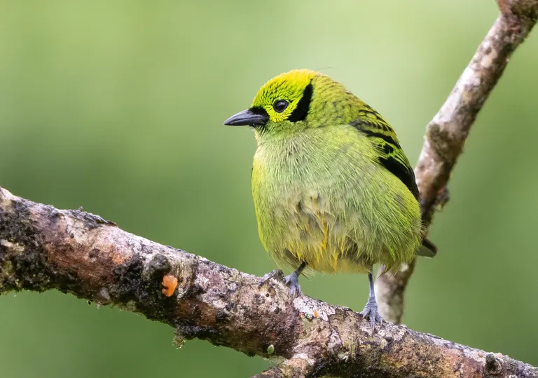 Emerald Tanager