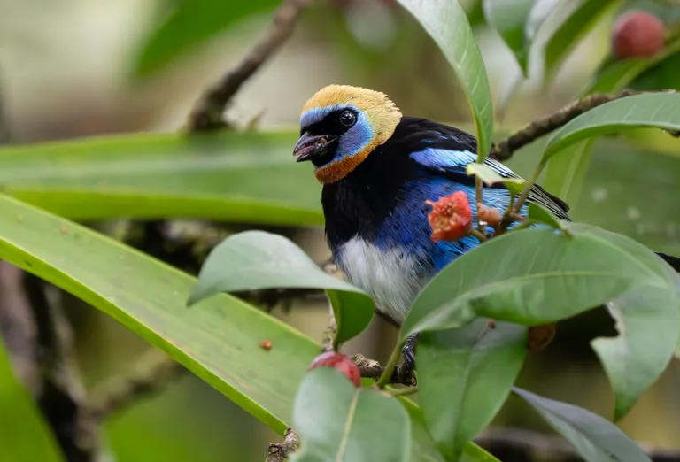 Golden-hooded Tanager