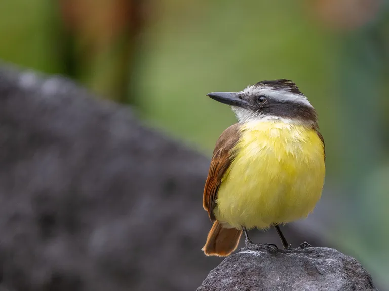 Great Kiskadee