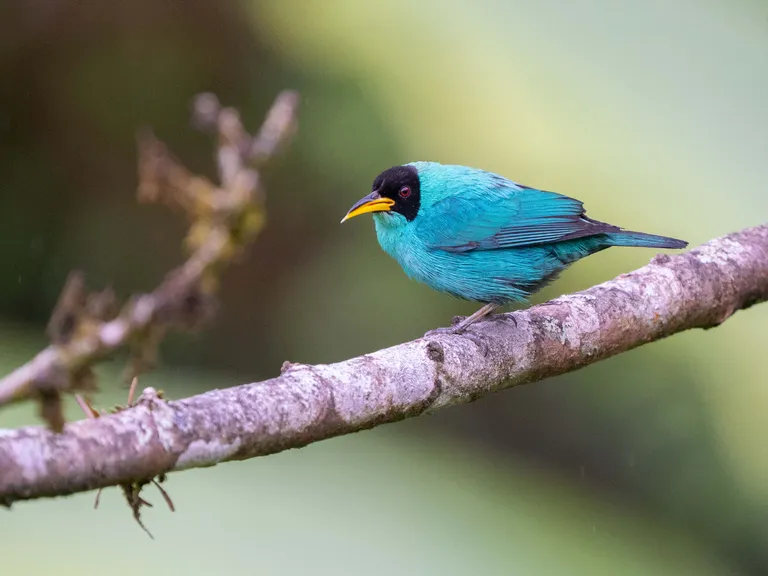 Green Honeycreeper