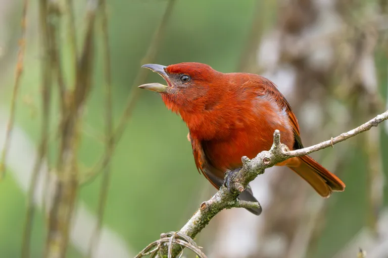 Hepatic Tanager
