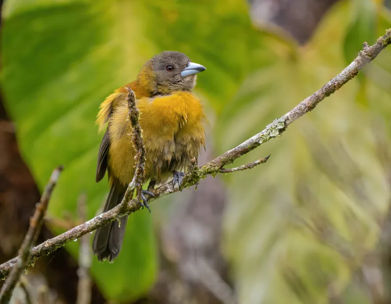Passerini's Tanager, female