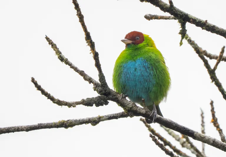 Rufous-winged Tanager