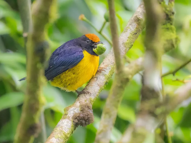 Tawny-capped Euphonia