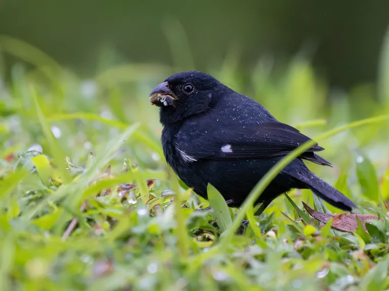 Variable Seedeater