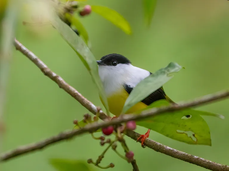 White-collared Manakin