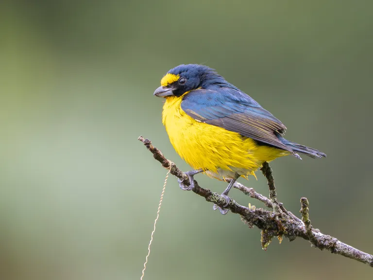 Yellow-throated Euphonia