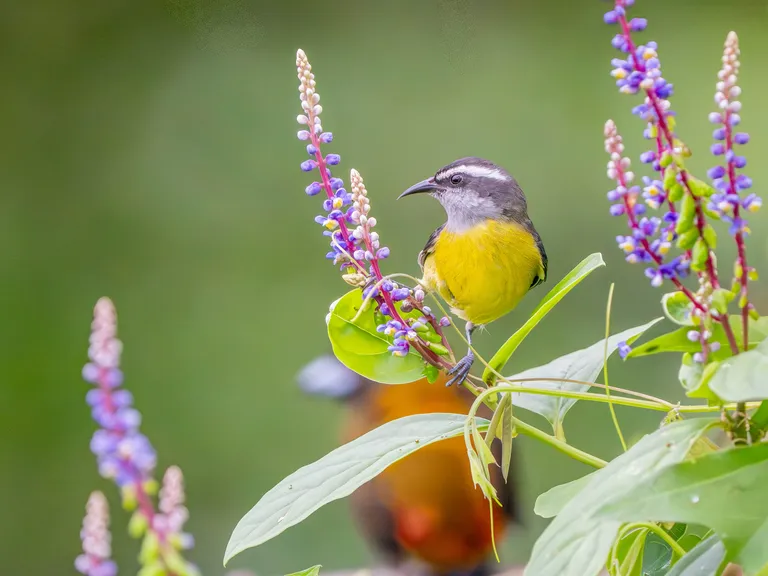 Bananaquit