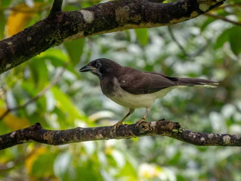 Brown Jay