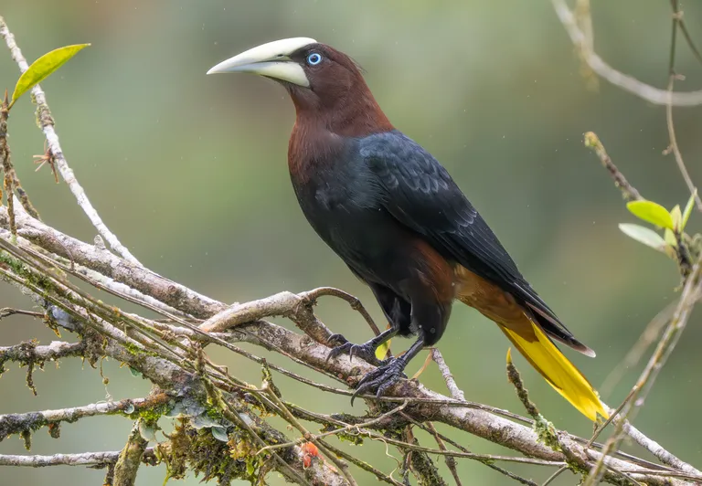 Chestnut-headed Oropendola