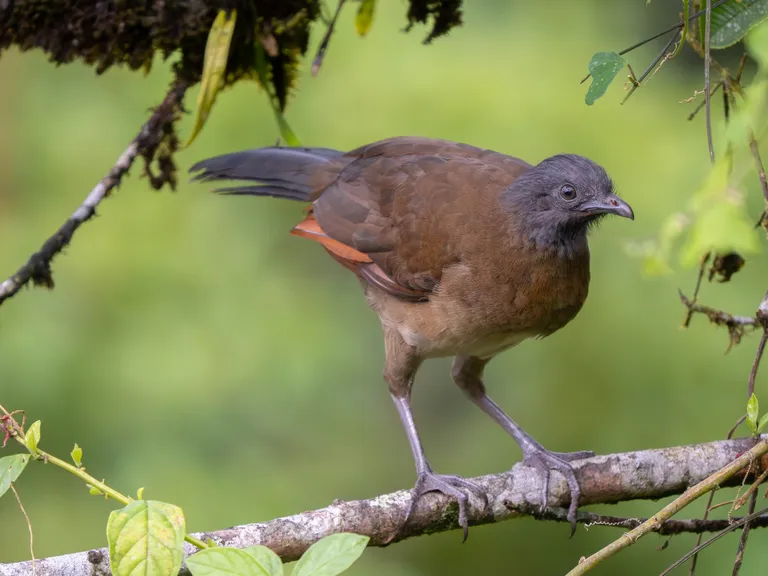 Gray-headed Chachalaca