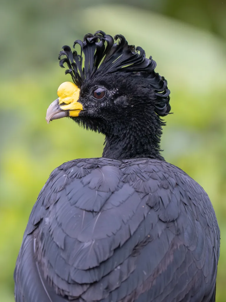 Great Curassow