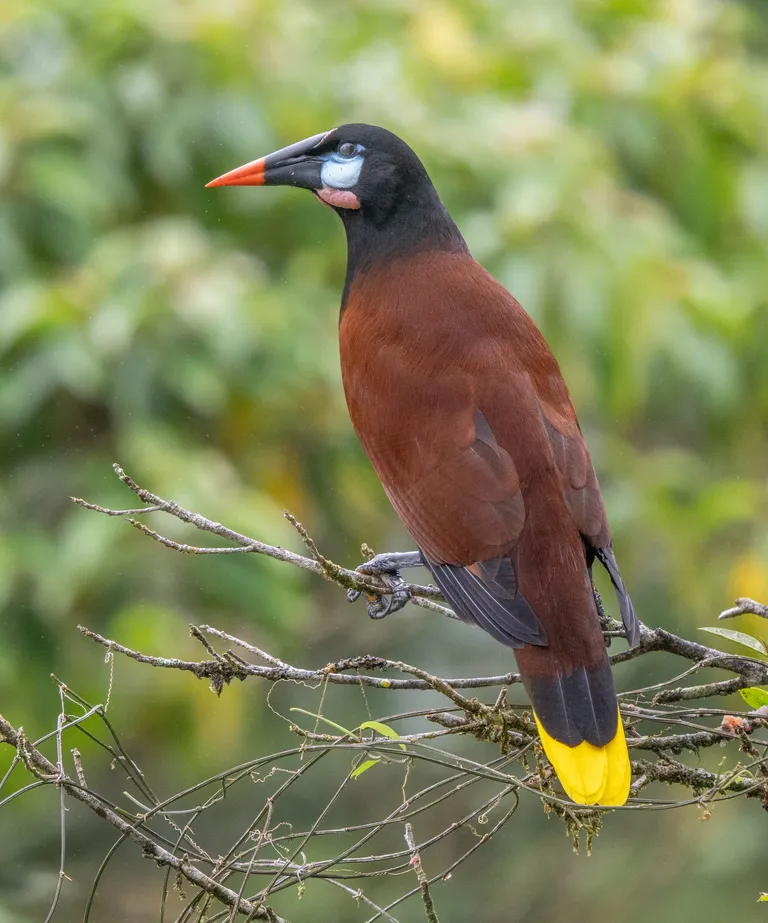 Montezuma Oropendola