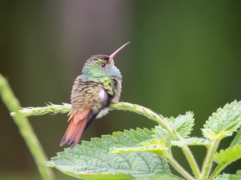 Rufous-tailed Hummingbird
