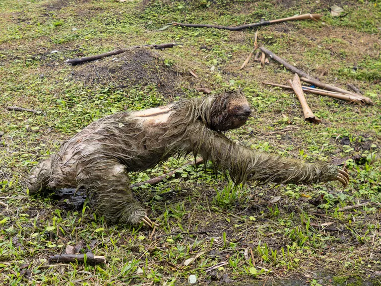 Three-toed Sloth