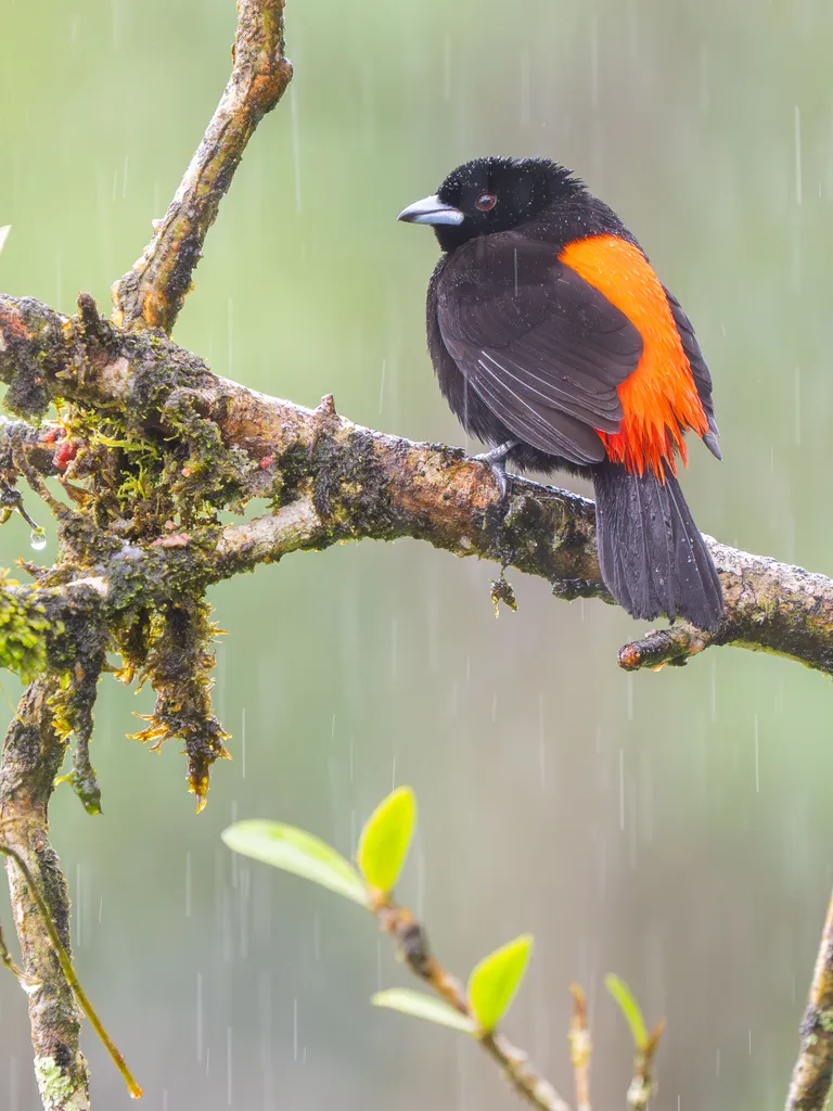 Passerini's Tanager