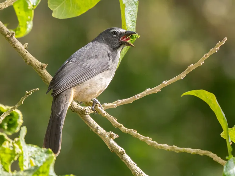 Buff-throated Saltator