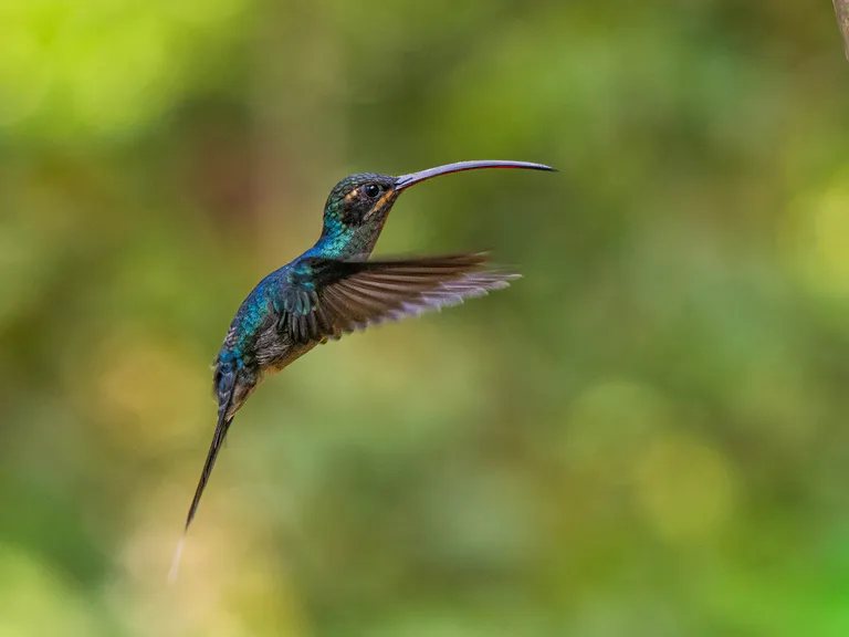 Green Hermit
