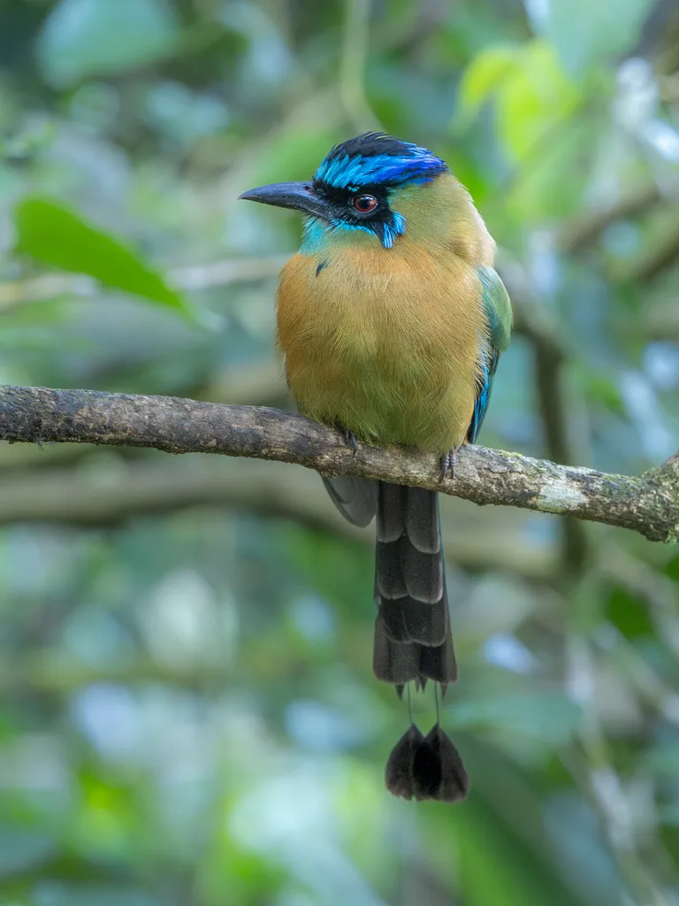 Lesson's Motmot