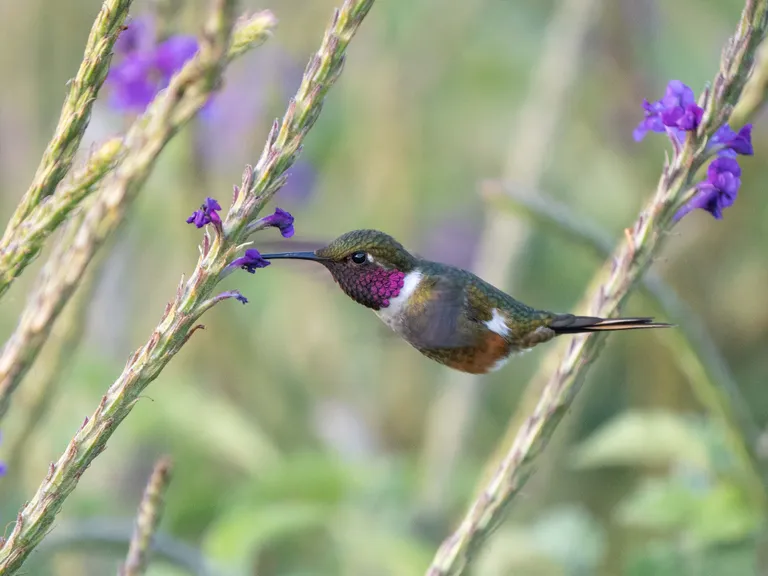 Magenta-throated Woodstar