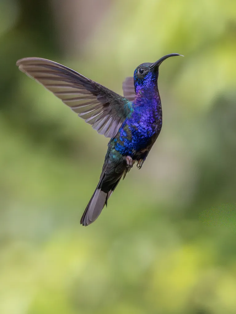 Violet Sabrewing