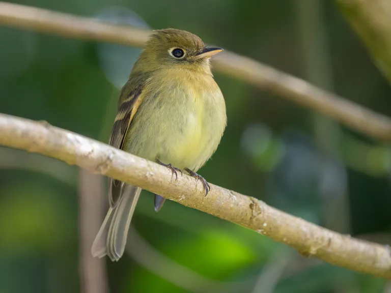 Yellowish Flycatcher