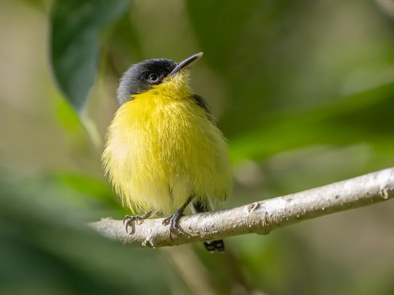 Common Tody Flycatcher