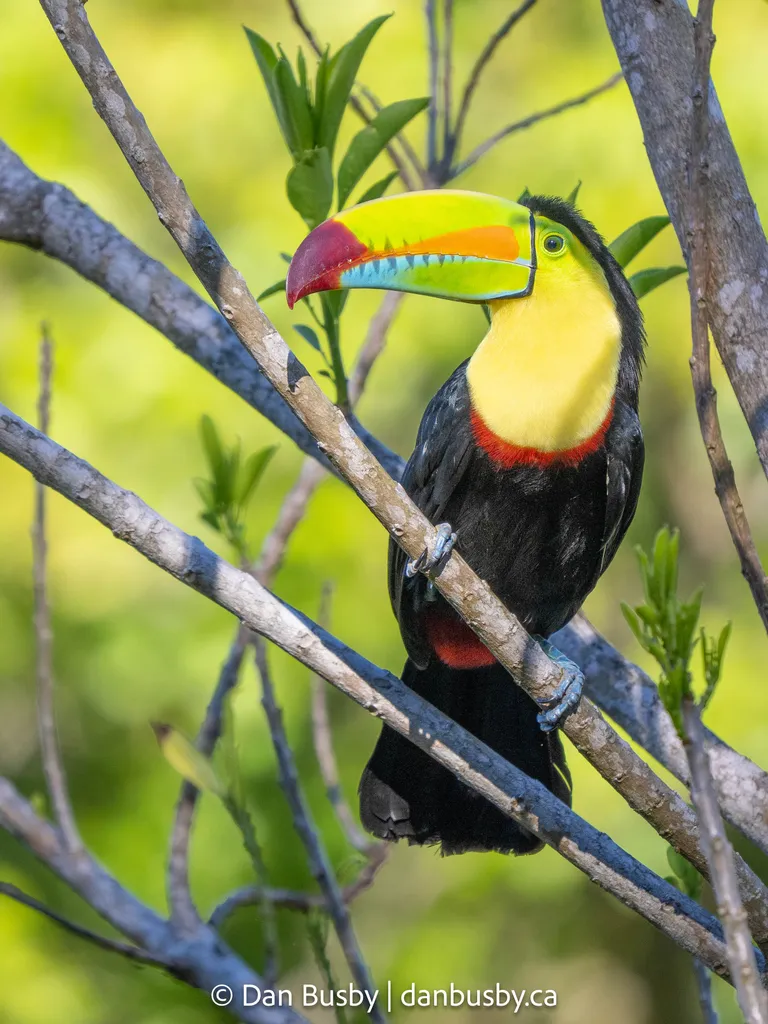 Keel-billed Toucan