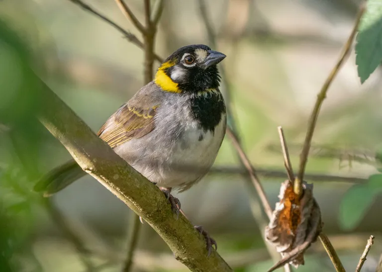 White-eared Ground-Sparrow