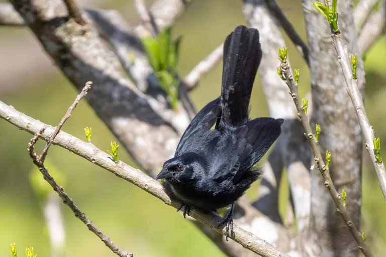 Melodius Blackbird