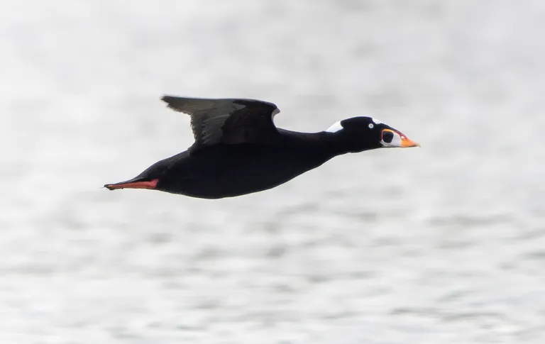 Surf Scoter
