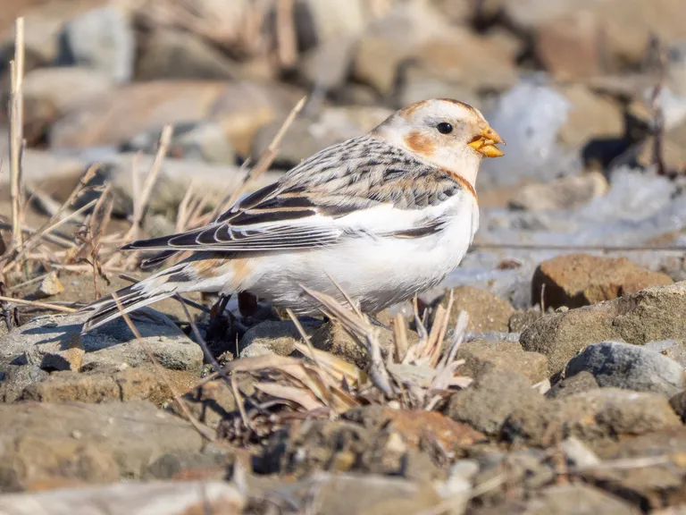 Snow Bunting