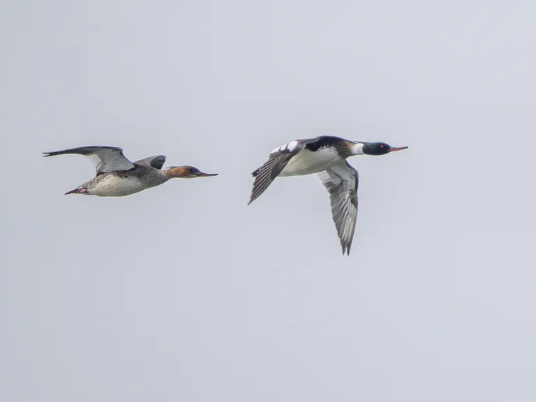 Red-breasted Merganser