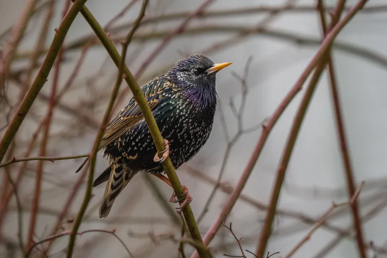 European Starling