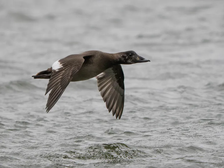 White-winged Scoter
