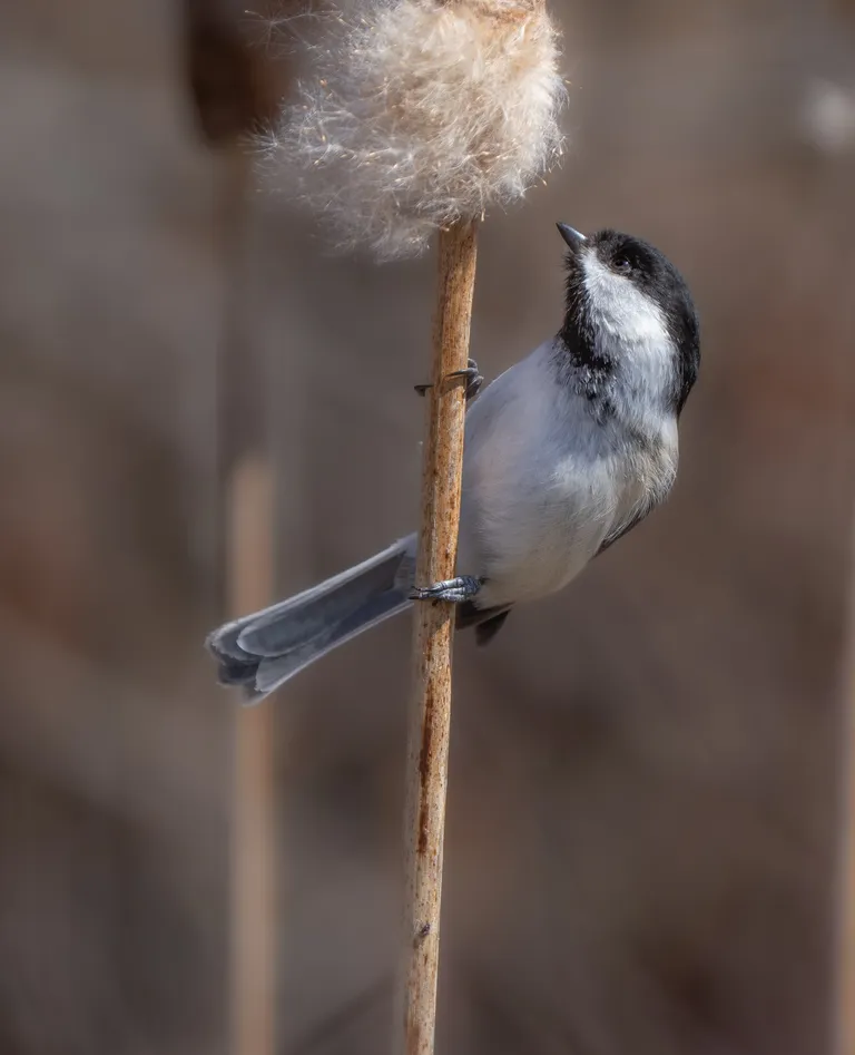 Black-capped Chickadee
