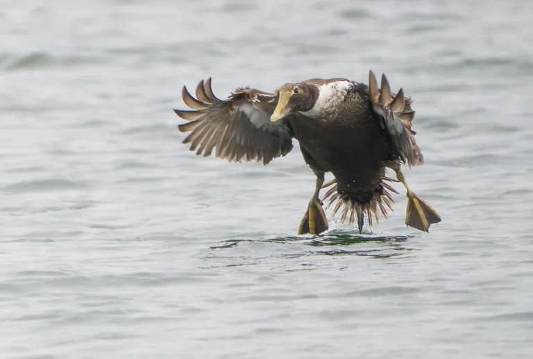 Common Eider