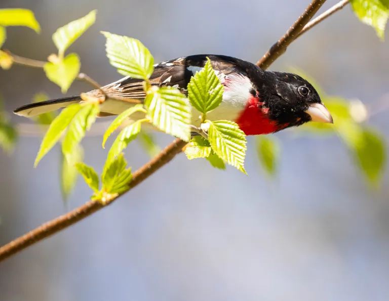 Rose-breasted Grosbeak