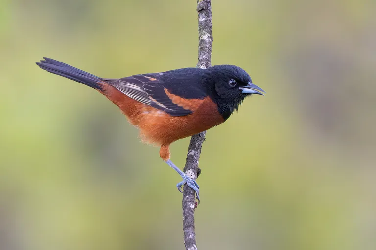 Orchard Oriole