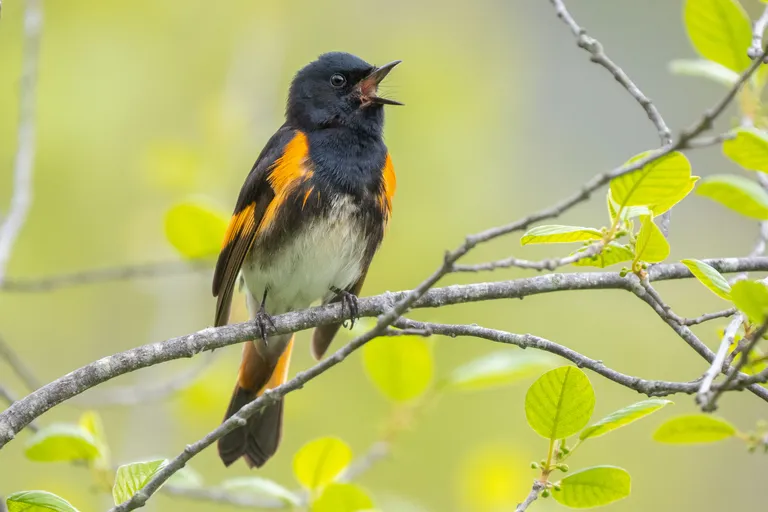 American Redstart, male