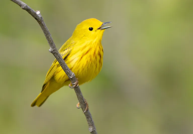 Yellow Warbler