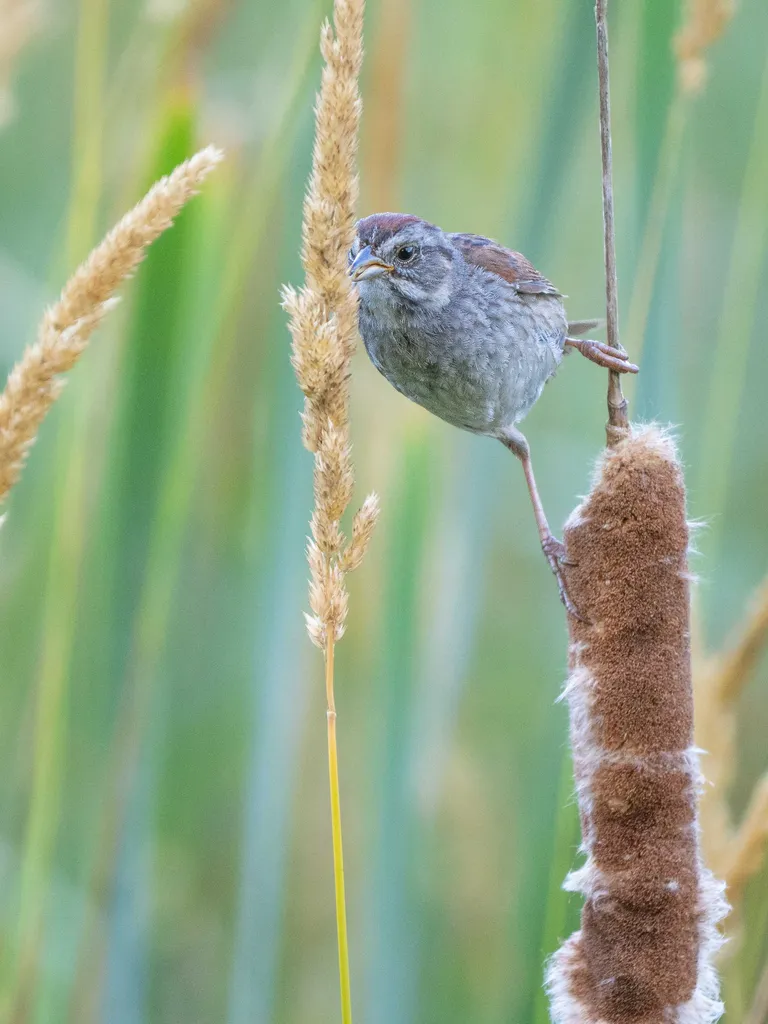 Swamp Sparrow