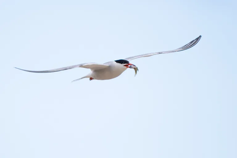 Common Tern