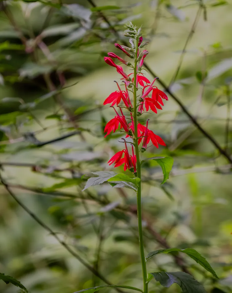 Cardinal Flower