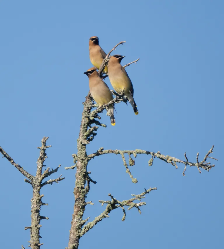 Cedar Waxwing