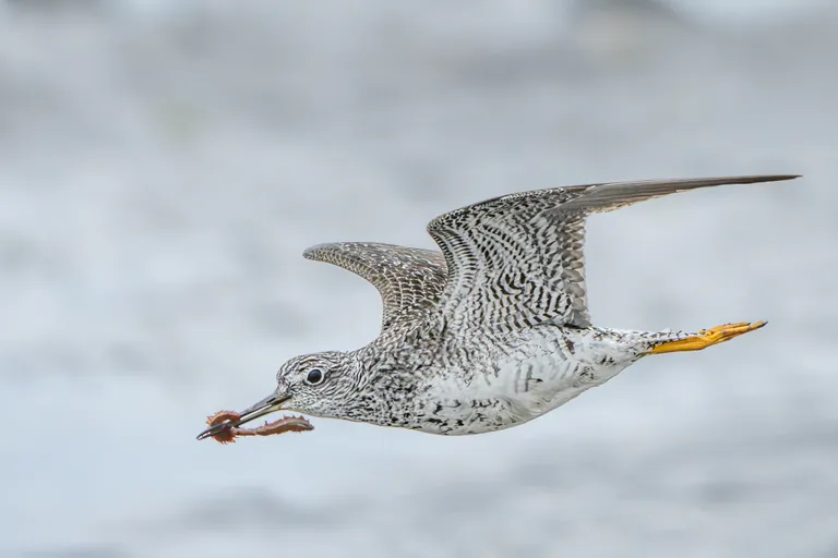 Greater Yellowlegs