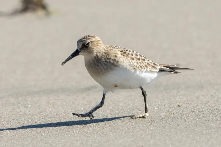 Baird's Sandpiper