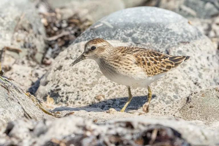 Least Sandpiper